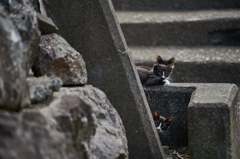 湯島の子猫たち