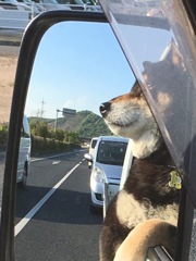 愛犬とドライブ