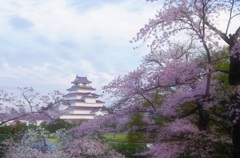 桜・鶴ヶ城