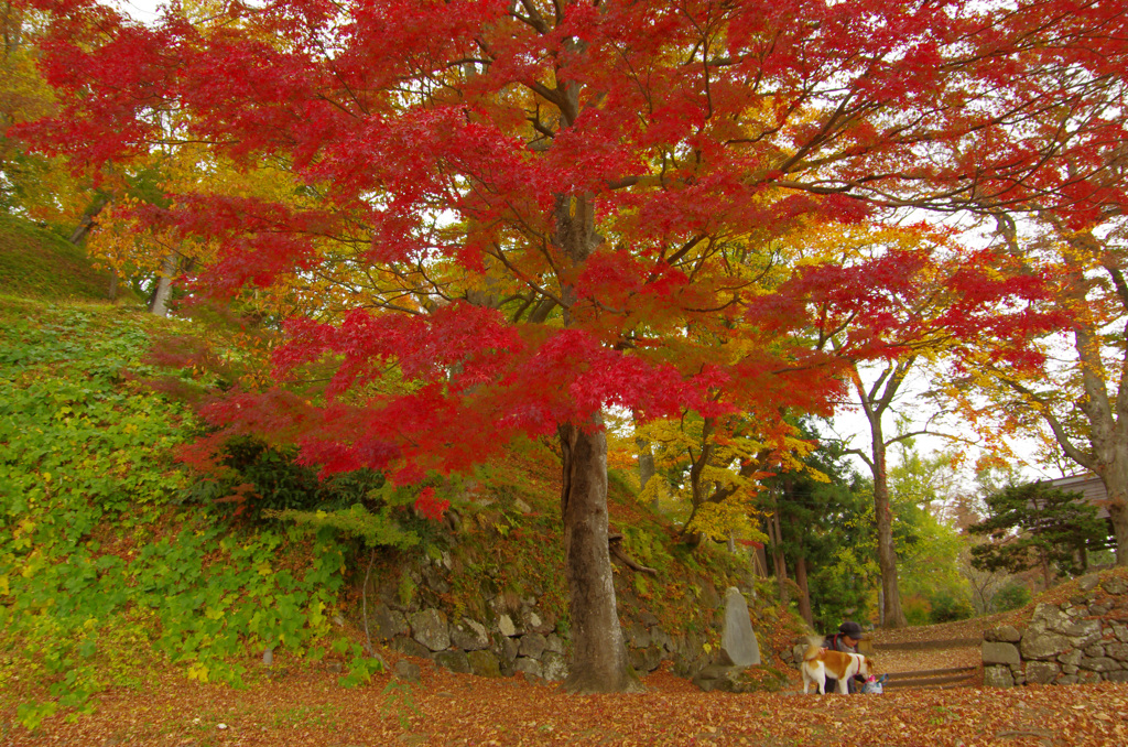 紅葉の下で