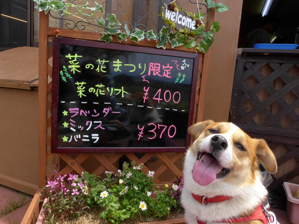 看板犬