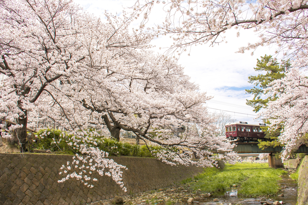 桜電車