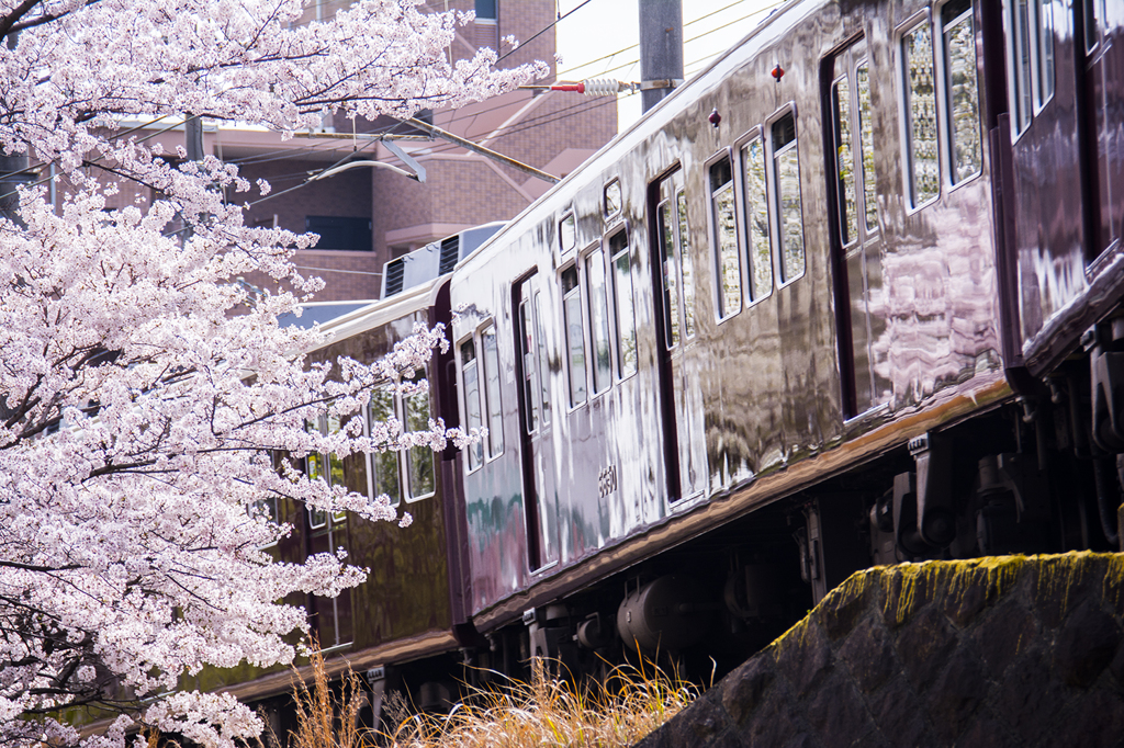 桜の頃