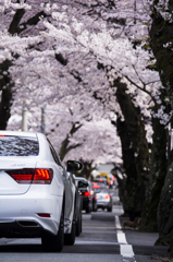 桜トンネル