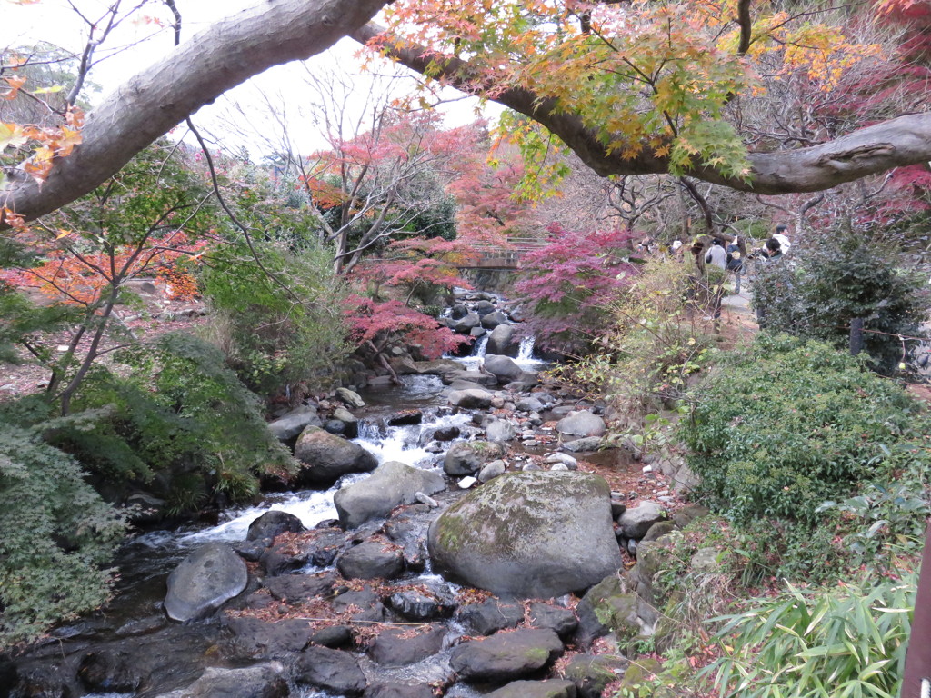 熱海梅園の紅葉