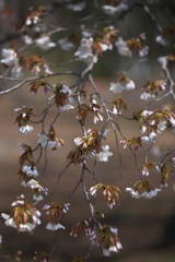山桜の意匠Ⅰ