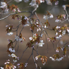 山桜の意匠Ⅰ