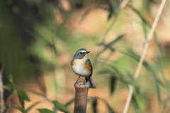 笹藪瑠璃鶲図　其之弐