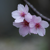 桜、三姉妹