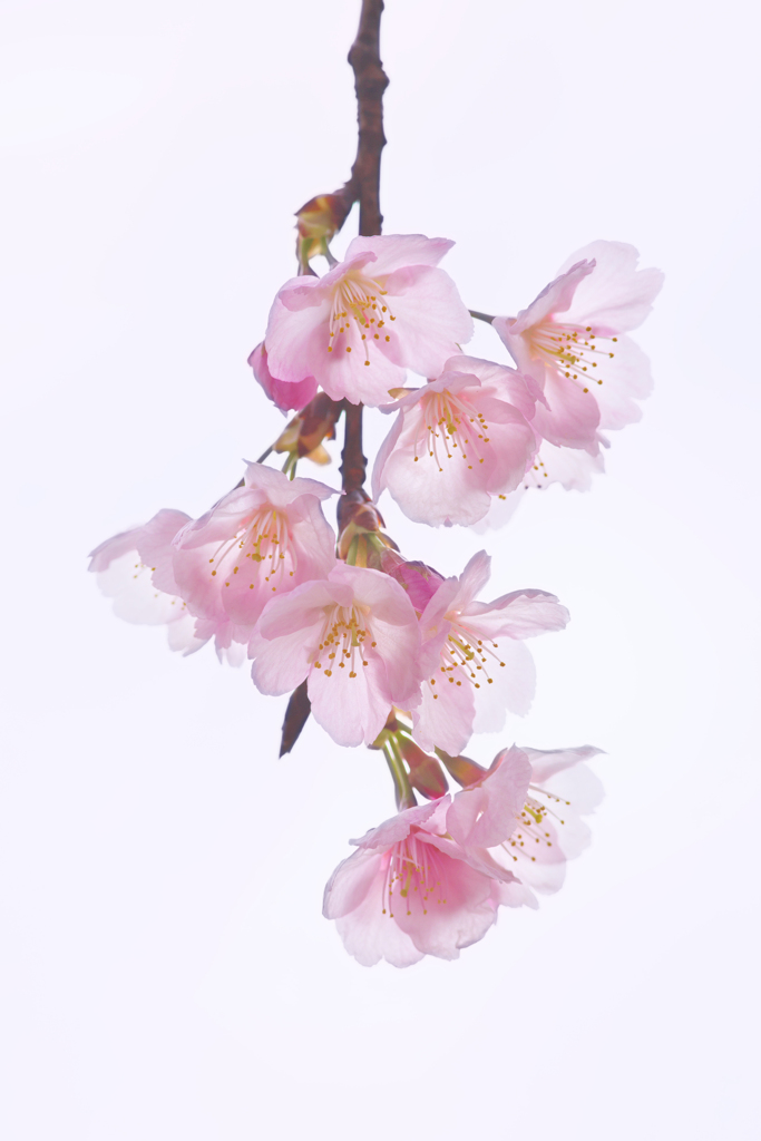 寒桜