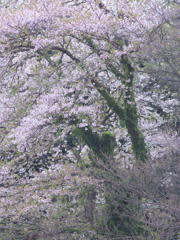 纏いし桜