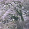 纏いし桜