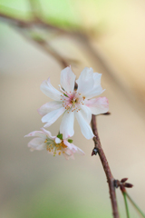 十月桜
