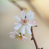 十月桜