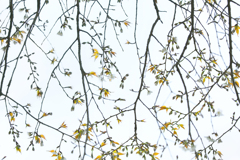 山桜の意匠Ⅱ