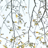 山桜の意匠Ⅱ