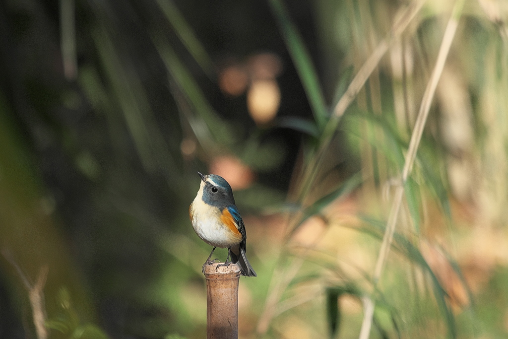笹藪瑠璃鶲図　其之参