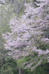 花冷え