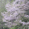 花冷え