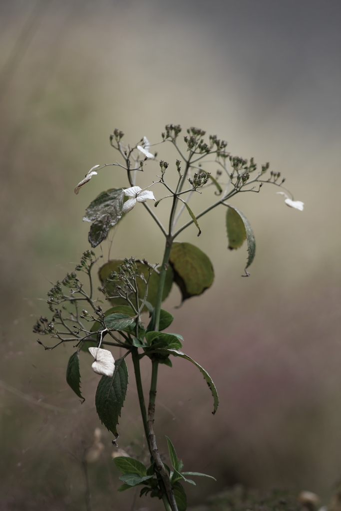 枯れ紫陽花