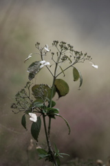 枯れ紫陽花