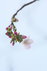 桜、一輪
