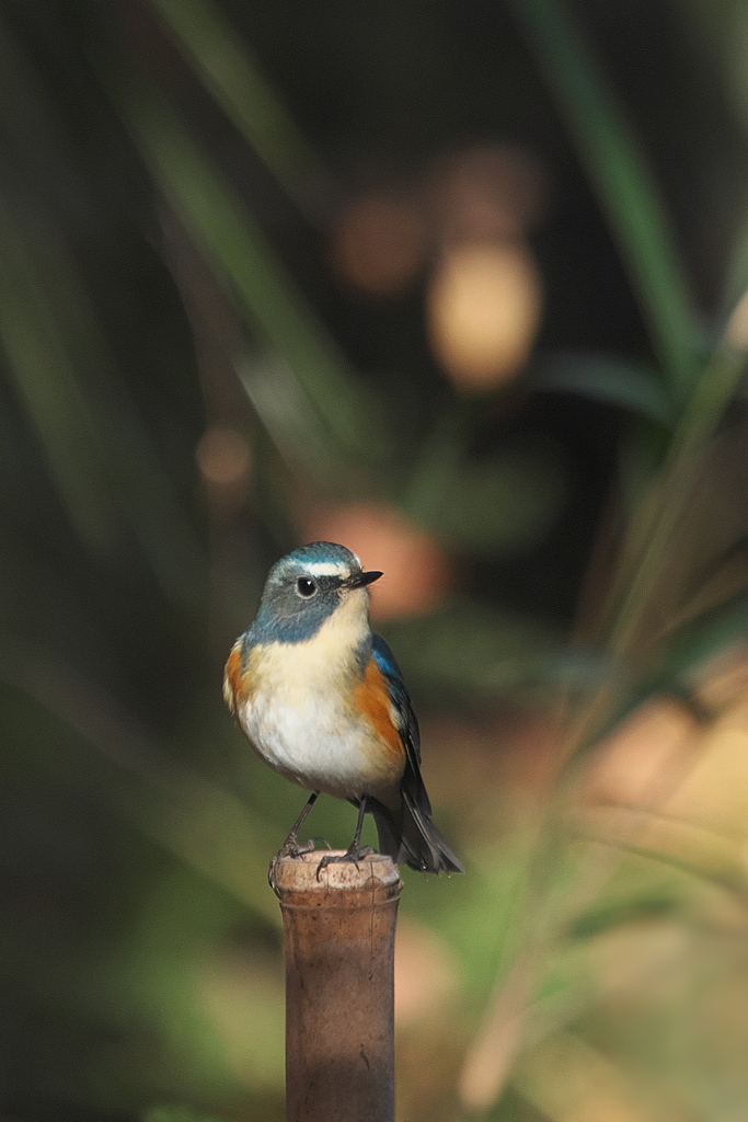 笹藪瑠璃鶲図　其之壱