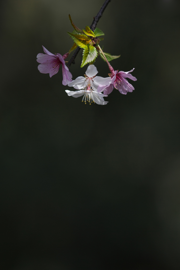 枝垂れ桜①