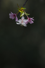 枝垂れ桜①