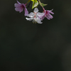 枝垂れ桜①