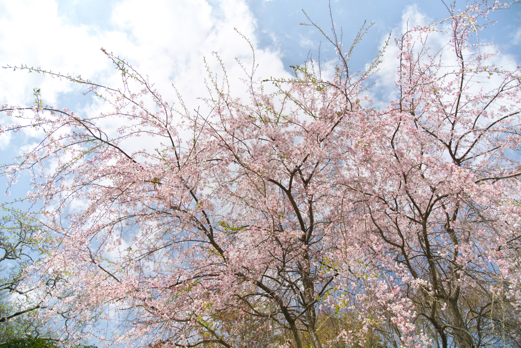 寺の桜