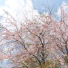 寺の桜