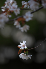 春の挨拶
