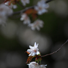 春の挨拶