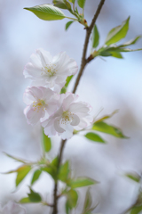 花曇り