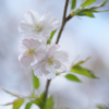 花曇り
