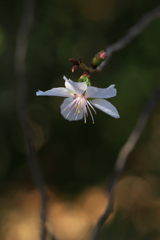 冬桜