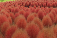 紅の群れ