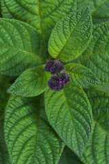 緑紫花草