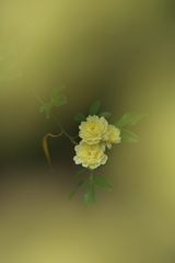 春、夢の中