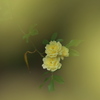 春、夢の中