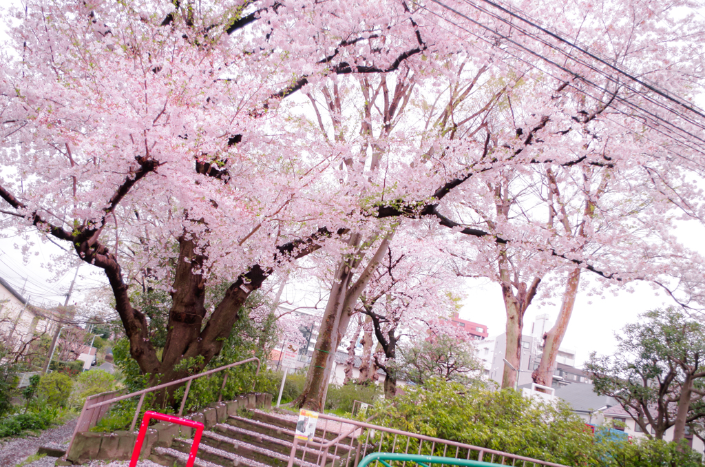 お花見