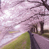 桜