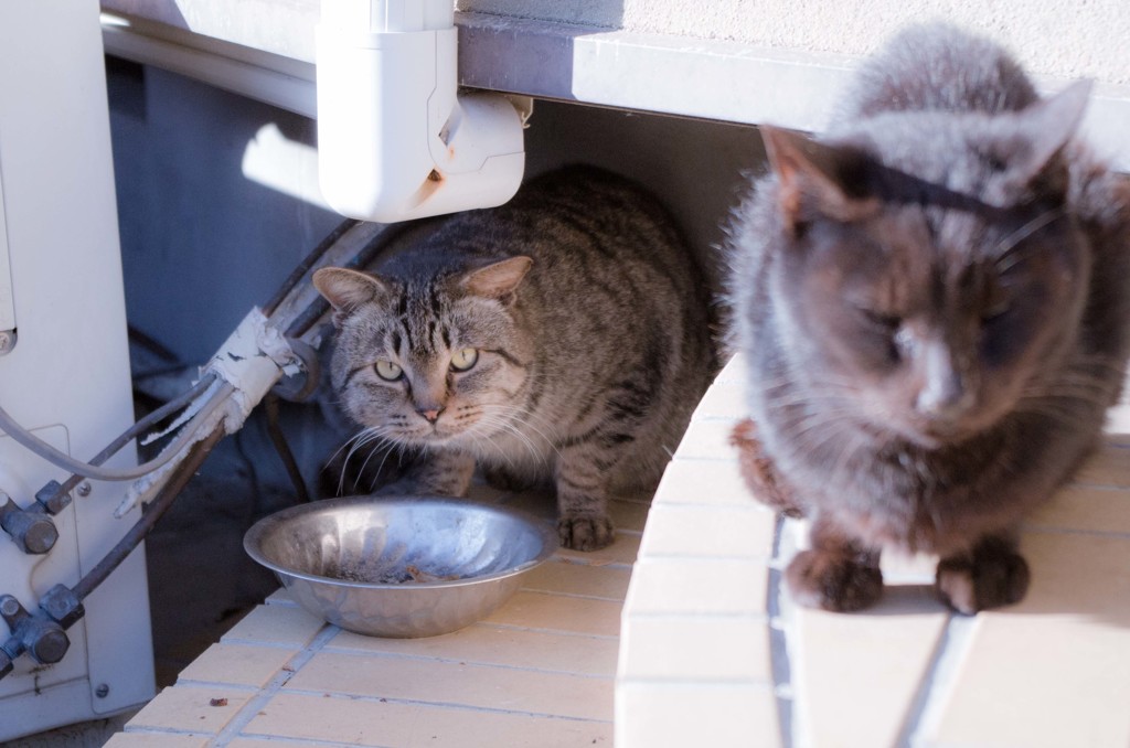 猫