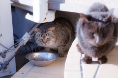 猫