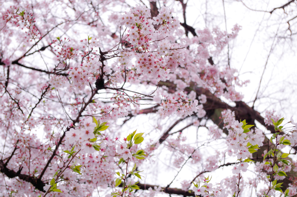 お花見