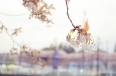 桜