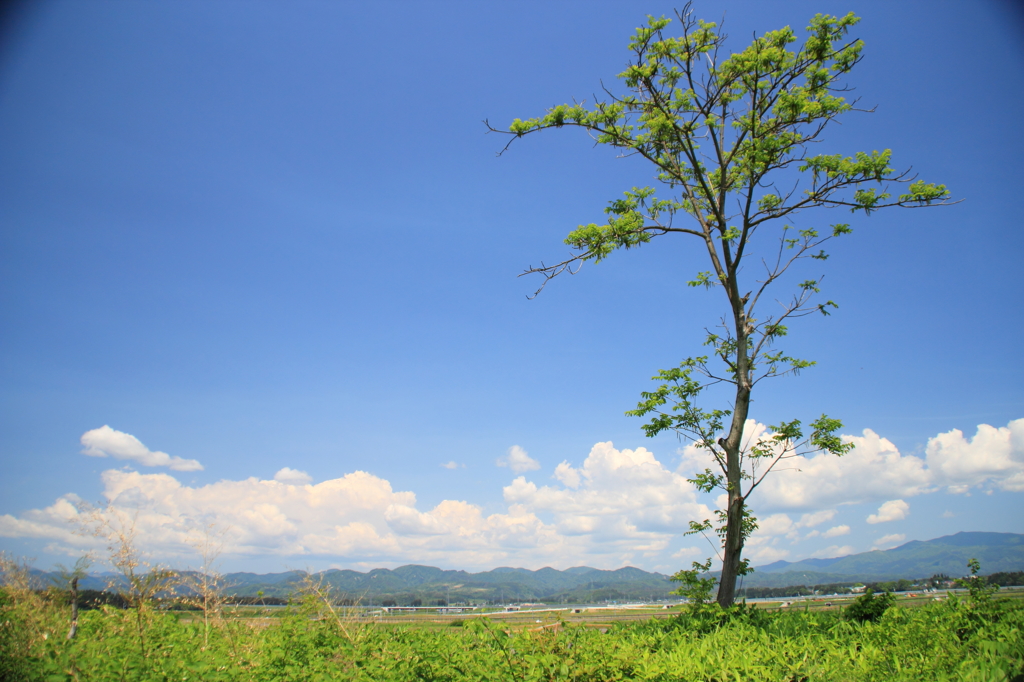 晴れた日の家の裏