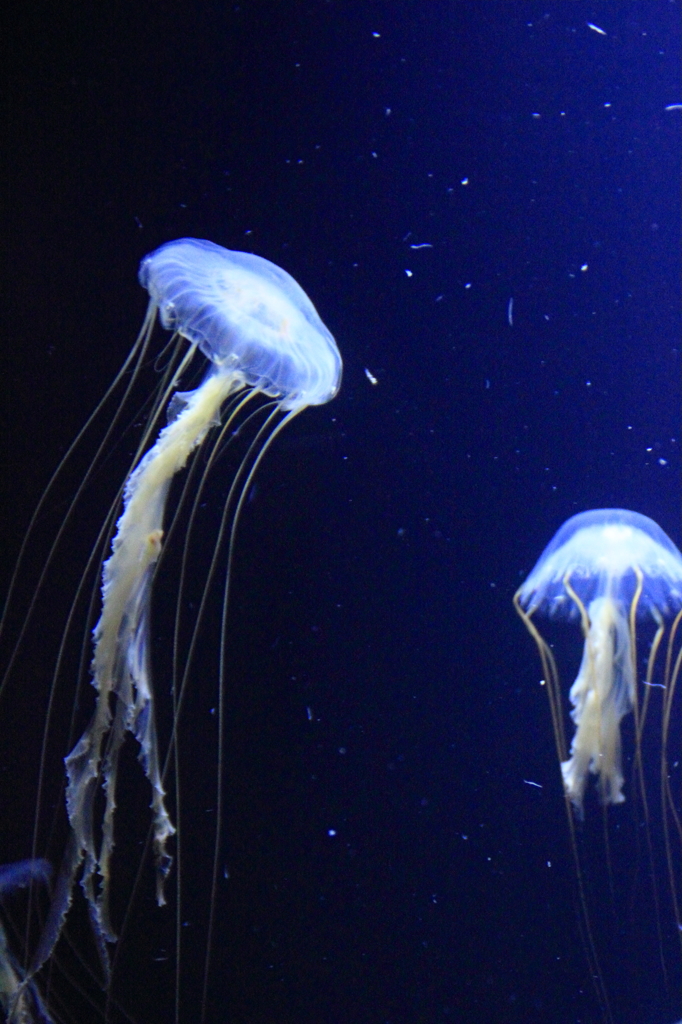 水中の宇宙②