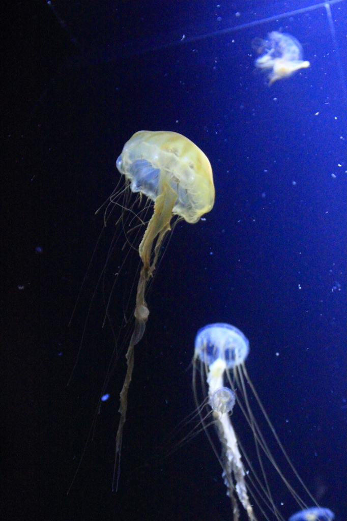 水中の宇宙①